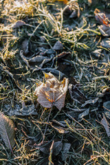 
winter forest, trees in snow and frost