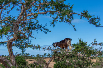 Goat in the trees in the Essaouira region of Morocco