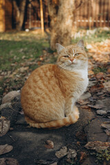 funny fat ginger cat sitting in the garden