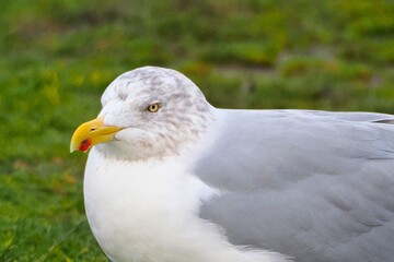 Möwe (Larinae) an der Nordsee