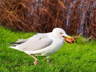 Möwe (Larinae) frisst eine Krabbe an der Nordsee