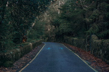 Road in Sintra-Portugal