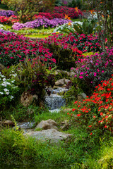 Stream in a flower meadow. Flower garden. Red, white, pink, yellow flowers