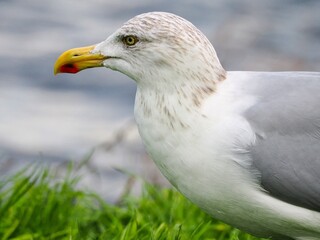 Möwe (Larinae) an der Nordsee
