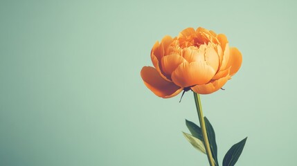 Fototapeta premium A lone vibrant orange peony isolated against a light sage green background, close-up shot, Minimalist style