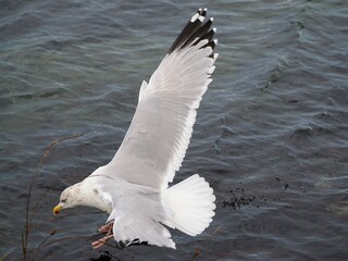 Möwe (Larinae) im Flug an der Nordsee