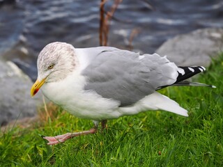Möwe (Larinae) an der Nordsee