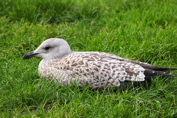 Möwe (Larinae) an der Nordsee