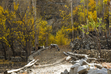 Most Beautiful landscapes views in Autumn ain Skardu, Pakistan. 