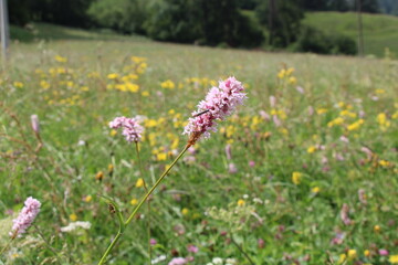 Bistorta officinalis (common bistort, Wiesen-Knöterich) on an alpine meadow - Cycling the transalpine route Via Claudia Augusta