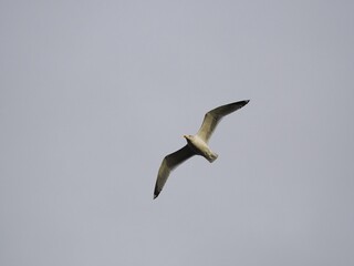 Möwe (Larinae) im Flug an der Nordsee