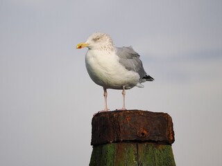 Möwe (Larinae) an der Nordsee