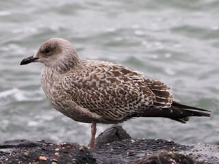 Möwe (Larinae) an der Nordsee