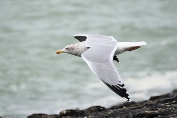 Möwe (Larinae) im Flug an der Nordsee