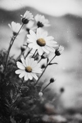 A close-up shot of a bouquet of flowers in black and white, suitable for use in editorial or creative contexts