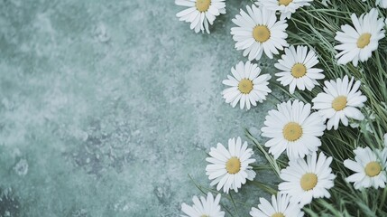 Fototapeta premium A minimalist composition of delicate white daisies against a soft green grass backdrop, top-down shot, Romantic style