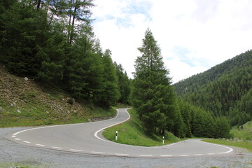 Umbrail mountain pass, Larch forest, Ortler Alps - Cycling the transalpine route Via Claudia Augusta - Cycling the transalpine route Via Claudia Augusta