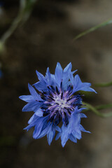small blue flower in the garden