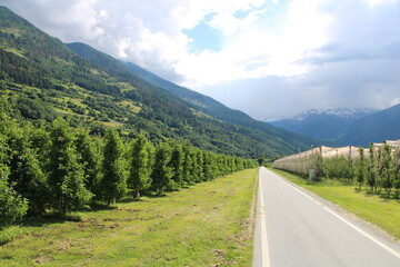 Etschtal Valley, Etschtalradweg (Etschtal Cycling Route), Apple orchard - Cycling the transalpine route Via Claudia Augusta