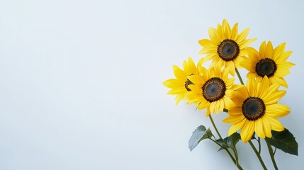 A minimalist composition of vibrant yellow sunflowers on a clean white background, close-up shot, Modern style © aubriella