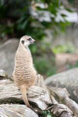 Meerkat ( Suricata suricatta ) standing watching its surroundings at Khao Kheow Open Zoo in Thailand.