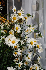 beautiful white chamomile flowers bouquet in the garden on the wooden chair