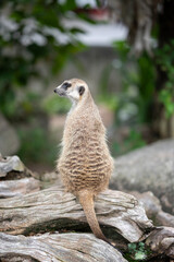 Meerkat ( Suricata suricatta ) standing watching its surroundings at Khao Kheow Open Zoo in Thailand.