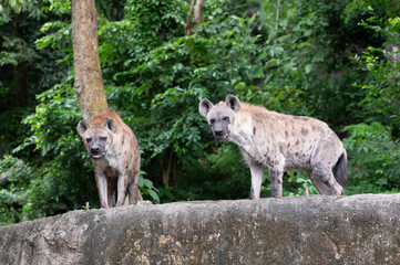 Spotted hyena (Crocuta crocuta) stands in green  leaves backgroung at Khao Kheow Open Zoo Thailand.