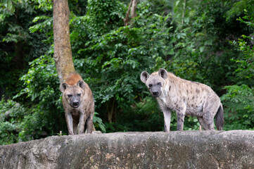 Spotted hyena (Crocuta crocuta) stands in green  leaves backgroung at Khao Kheow Open Zoo Thailand.