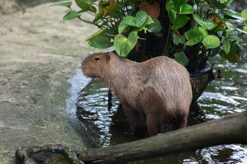Close up of Capybara -hydrochoerus hydrochaeris at Khao Kheow Open Zoo, Thailand.