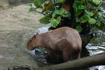 Close up of Capybara -hydrochoerus hydrochaeris at Khao Kheow Open Zoo, Thailand.