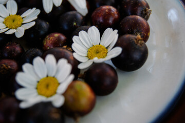 beautuful white cammonile flowers with fresh black currant on the plate