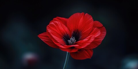 Obraz premium A solitary red flower with a striking black center