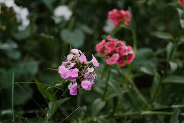 beautiful sweet-william flowers in the summer garden