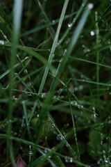 macro green grass with water drops 