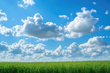 Fototapeta premium A serene landscape with lush green grass and a clear blue sky