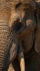 African elephant close-up.