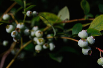 blueberry on the branch with green leaves