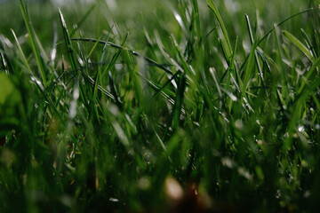 fresh green grass texture