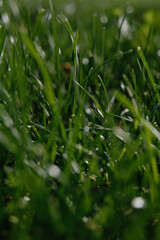 fresh green grass texture