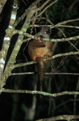 Lémur fauve, Eulemur fulvus, Madagascar