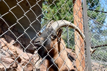 Goat 