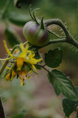 tasty tomatoes harvest with yellow flowers in the garden