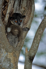 Lémurien, Lepilemure à pattes blanche, Lepilemur leucopus, Madagascar