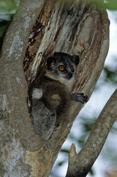 L&eacute;murien, Lepilemure &agrave; pattes blanche, Lepilemur leucopus, Madagascar
