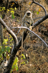 Singe lentelle commun, Presbytis entellus, Inde