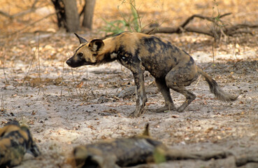 Lycaon, Lycaon pictus, Tanzanie