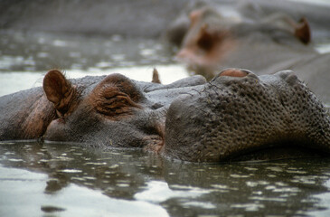 Hippopotame, Hippopotamus amphibius, Réserve de Masai Mara, Kenya