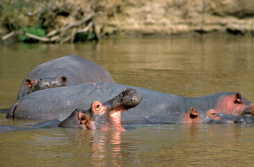 Obraz premium Hippopotame, Hippopotamus amphibius, Réserve de Masai Mara, Kenya