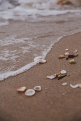shell on the beach